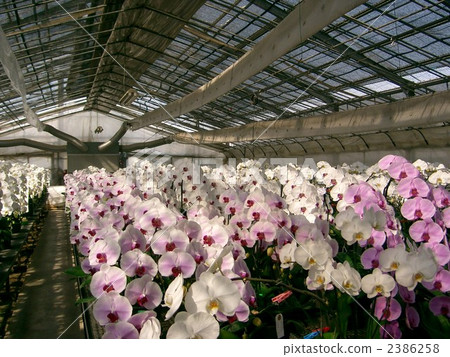 果園蘭花農場溫室 2386258
