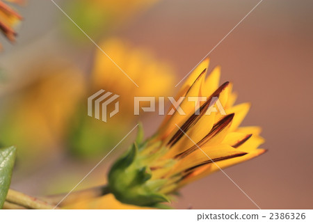 Gazania 2386326