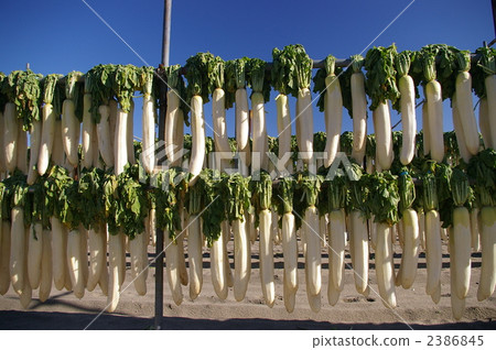 三浦蘿蔔 白蘿蔔幹 蘿蔔 2386845