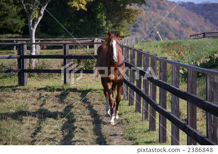 純種的 賽馬 動物 2386848