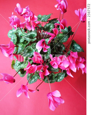 cyclamen, bloom, blossom 2387372