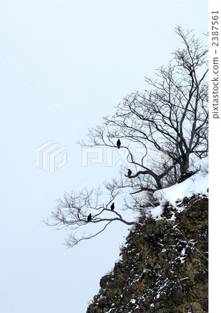 tachiki, standing tree, tree 2387561