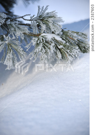 rime, pine needles, snow - Stock Photo [2387603] - PIXTA