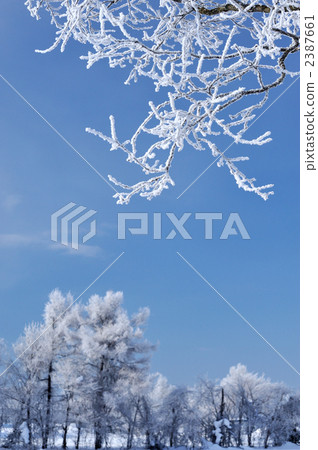 霧凇 冬季小樹林 寒冬 2387661