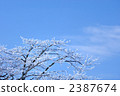 snow scene, trees, northern countries 2387674