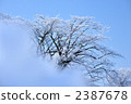 rime, winter grove, Winter landscape 2387678