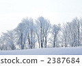 trees, northern countries, rime 2387684