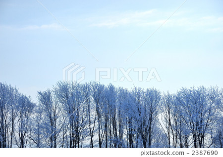霧凇 冬季小樹林 寒冬 2387690