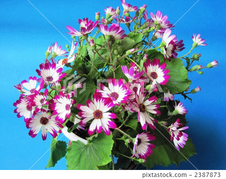 cineraria, In Bloom, bloom 2387873