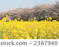 rape, rape blossoms, flower garden 2387940