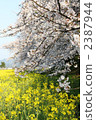 rape, rape blossoms, yoshino cherry 2387944