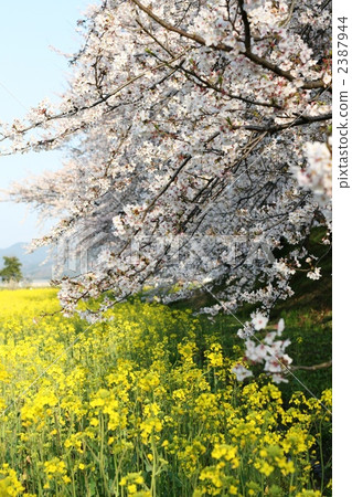 油菜花 油菜 吉野櫻花樹 2387944