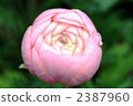 bud, just above, right overhead 2387960