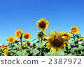 flower garden, flower field, field of sunflowers 2387972