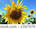 sunflower, sunflowers, osaka prefecture 2387974