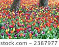 tulip field, tulipa, flower garden 2387977
