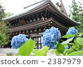 hydrangea, shrines and temples, engaku-ji 2387979
