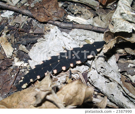 Ooshima mad firefly larva 2387990