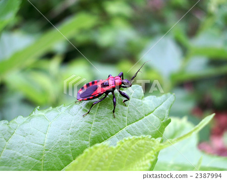 red striped tortoise 2387994
