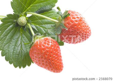 Strawberry  2388070