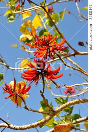 珊瑚樹 珊瑚樹 2388161