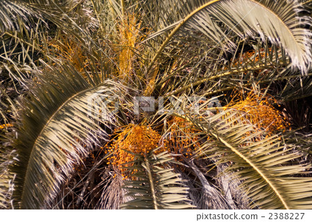 Fruit of canary palm Fruit of canary palm 2388227
