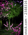 japanese apricot tree, an ume tree, bloom 2388316