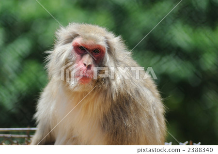 Japanese macaques 2388340