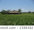 田園 田園風景 香蕉樹 2388382