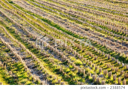Winter rice field 2388574