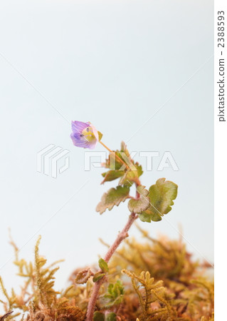 婆婆納 花朵 花 2388593