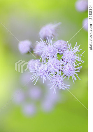 Agelatum. Agelatum. 2388594