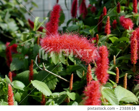 Cat tail Cat tail 2388616