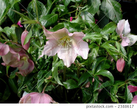 Christmas rose 2388617