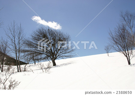wild nashi, southern yamanashi, landscape 2388650