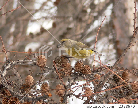 Female of Ischa. 2388679