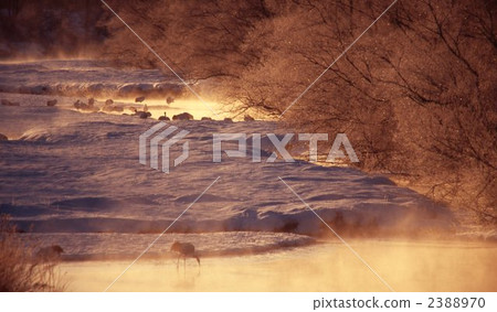 丹月雪河 2388970