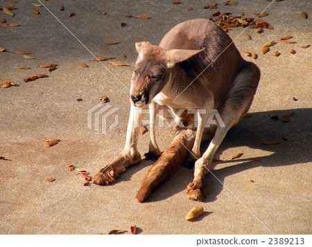 Sunbound Kangaroos Sunbound Kangaroos 2389213