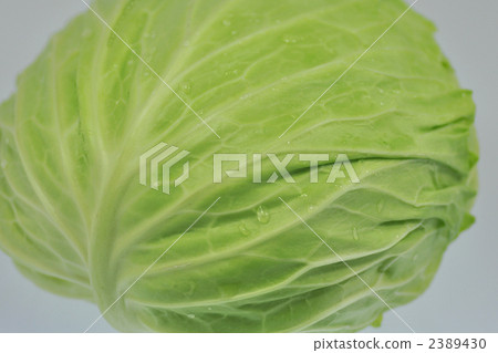 cabbage, cabbages, oleracea 2389430
