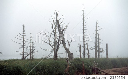 在Noshi半島的Todoara 2389554