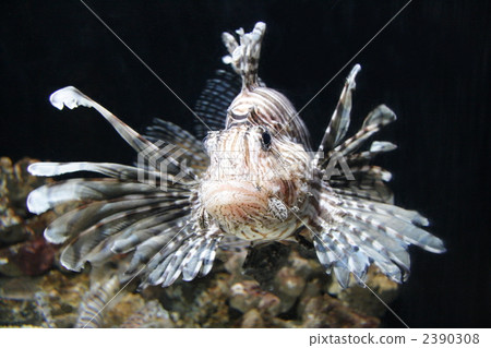 fish魚 2390308