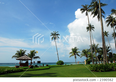 coconut palm, bintan island, southeast asia 2390562