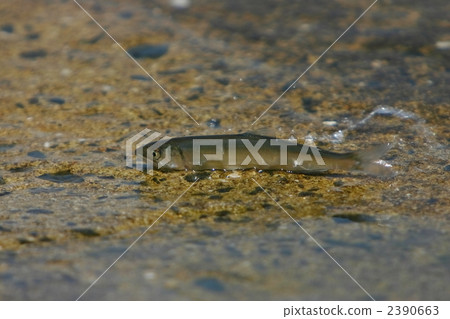 阿蘇尿的上風 2390663