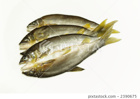 Ayu's hiraki Ayu's hiraki 2390675