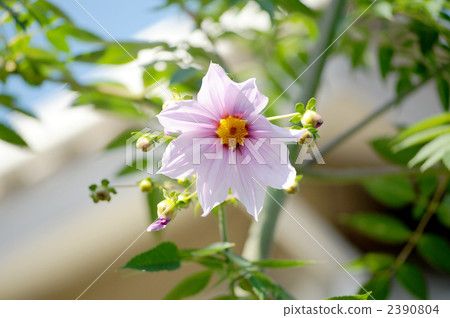 Emperor Dalia 2390804