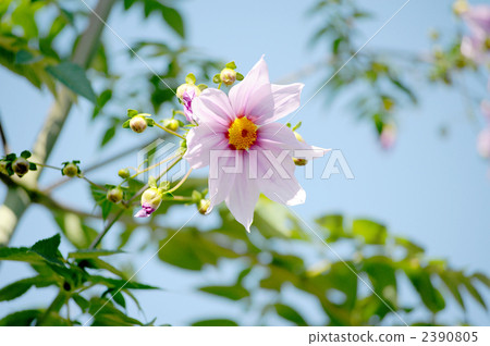 Emperor Dalia 2390805