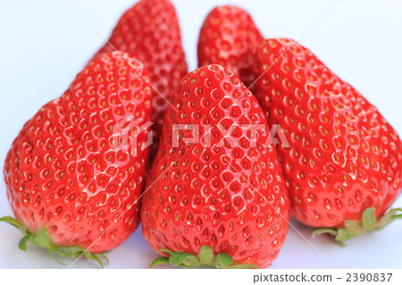 Bizhan Red Happer Bizhan Red Happer 2390837