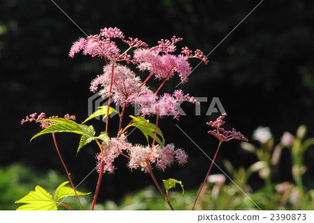 六月Kyoganoko·薔薇科08 六月Kyoganoko·薔薇科08 2390873