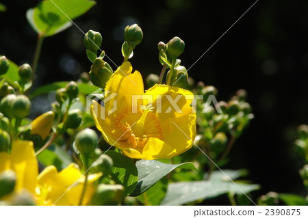 June California and Otocoraceae 08 2390875