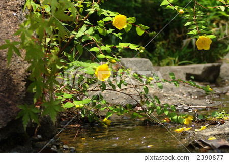 June California and Otocoraceae 10 2390877